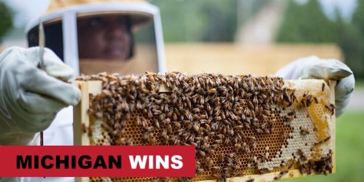 Beekeepers Are Transforming Detroit Vacant Lots into Bee Farms
