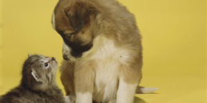 A baby cat and baby dog looking at each other