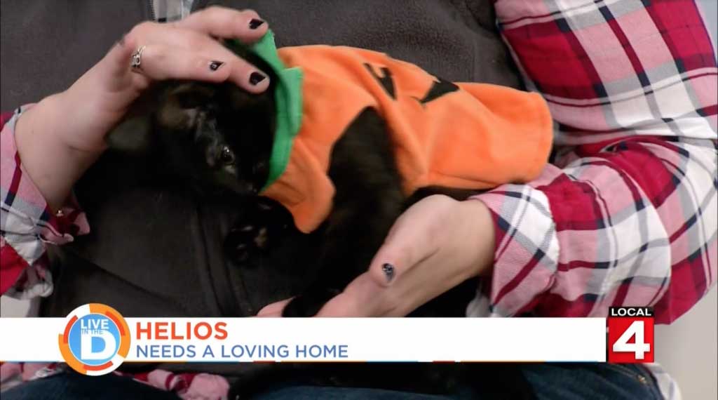 WDIV Local 4 Pet of the Week