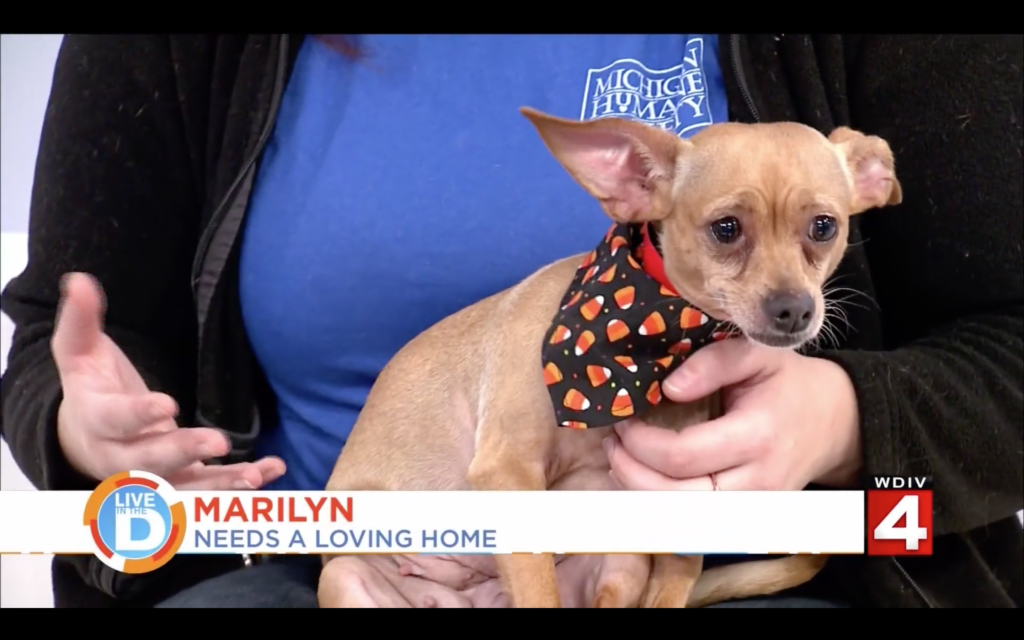 WDIV / Local 4 Pet Of The Week