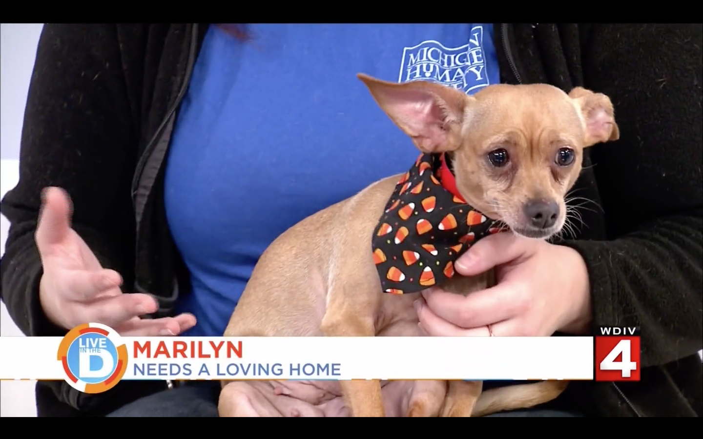 WDIV / Local 4 Pet Of The Week