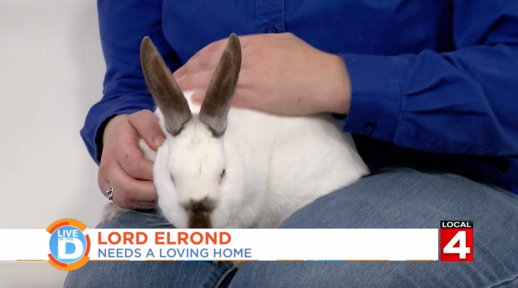 WDIV / Local 4 Pet Of The Week