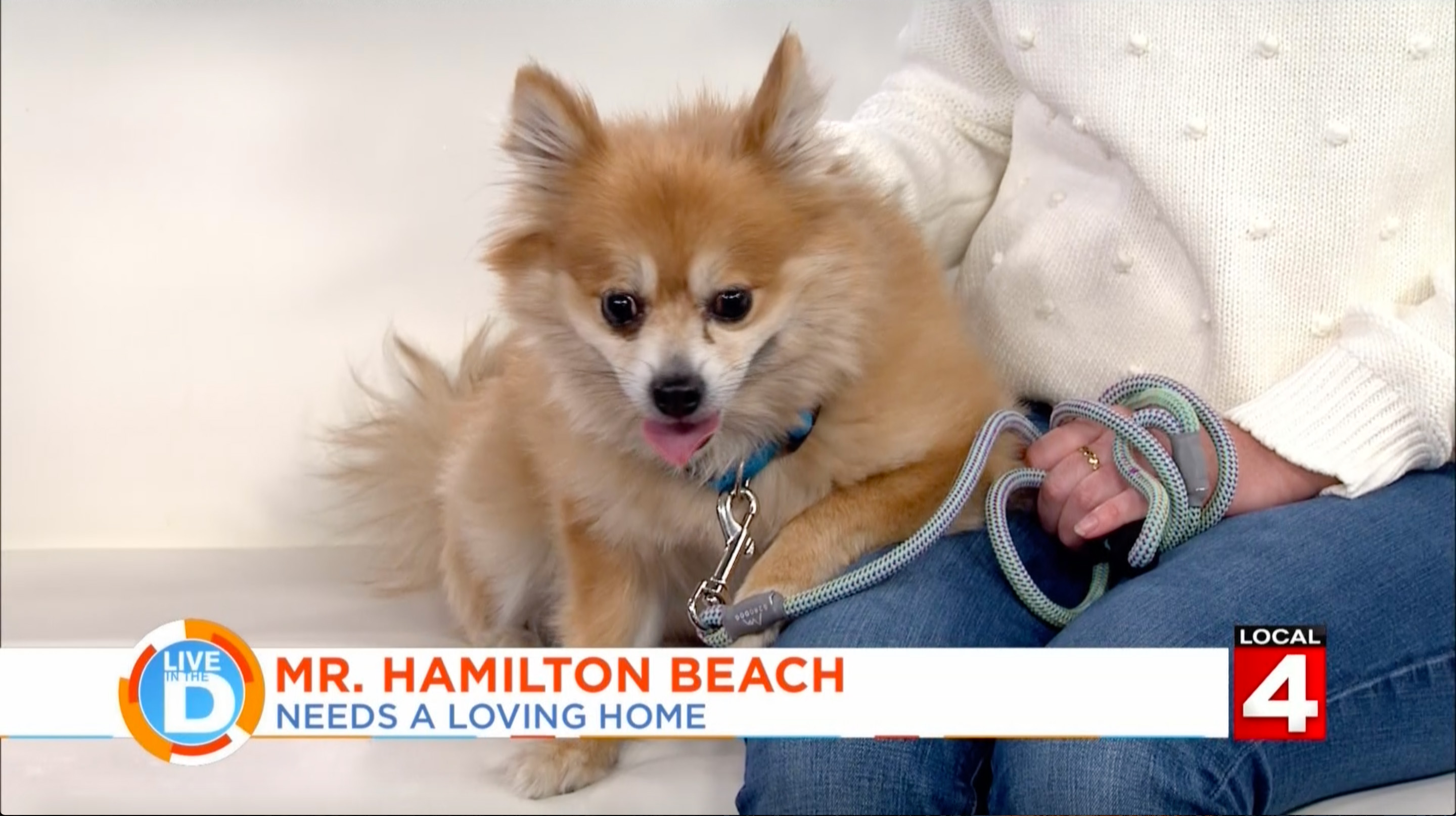 Mike Morse Law Firm - Live In The D: Local 4 Pet of the Week Mike Morse Law Firm - Live In The D: Local 4 Pet of the Week