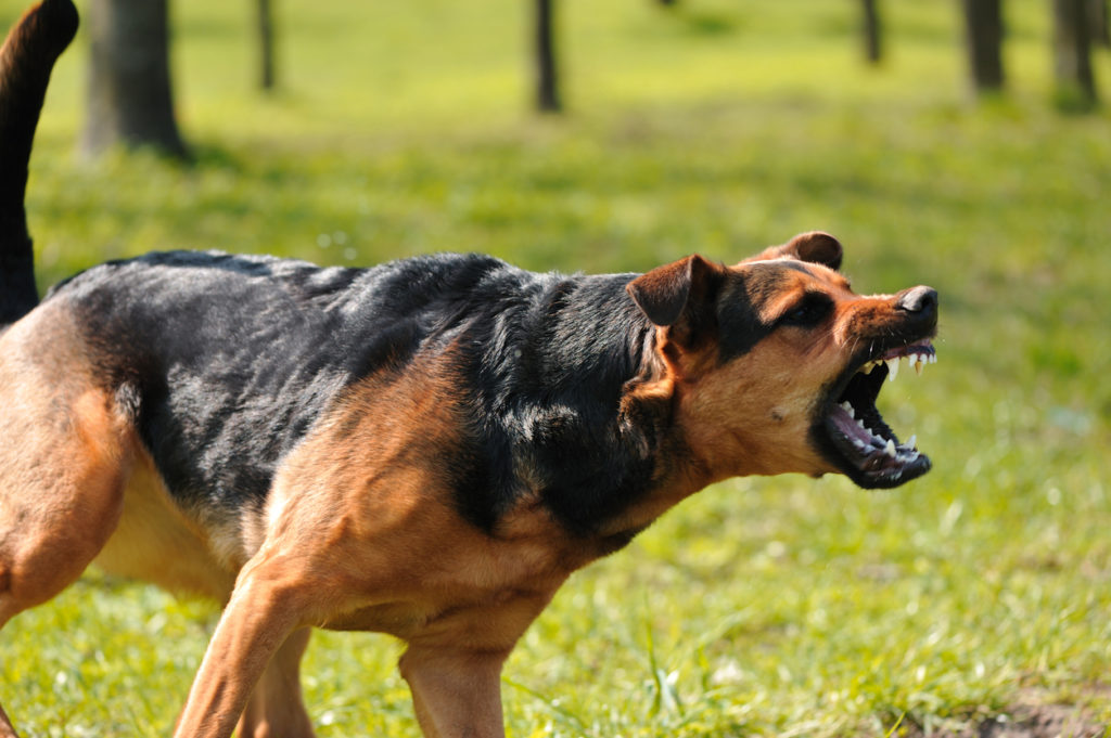 What to do after a dog bite