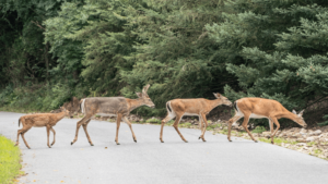 accident with a deer