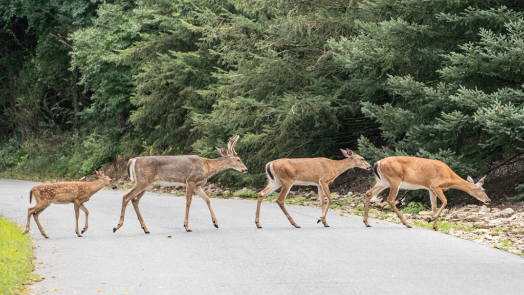In 2021, Michigan Saw 50,000 Deer-Related Crashes: Here’s How to Avoid an Accident During Peak Deer Season