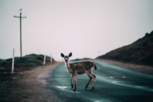 Deer-Car Accident Lawyer
