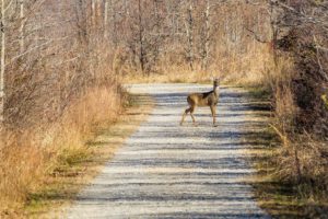 Who pays for damages after a deer collision