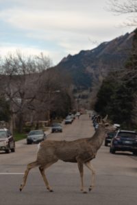 deer on a town road