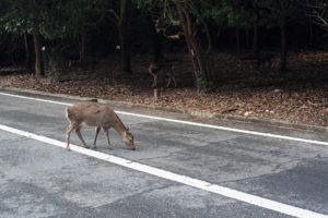 what to do if you hit a deer