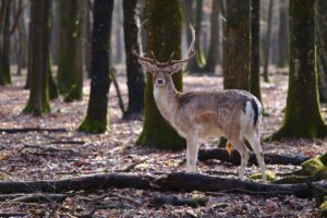 Who Is At Fault For Deer-Car Collisions?