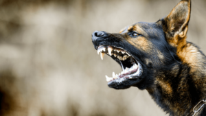 dog bite claim
