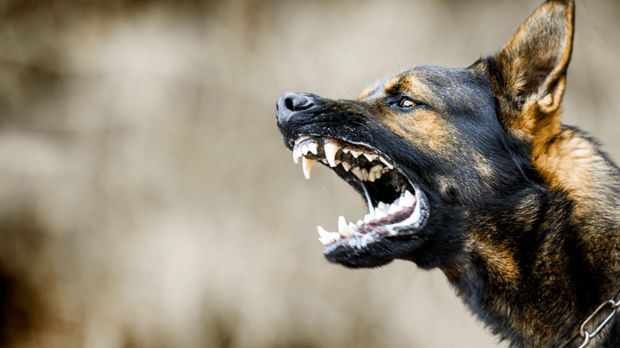 Michigan Ranks in the Top 10 States for Dog Bites. This Is What Delivery Drivers Should Do if They’re Bitten.