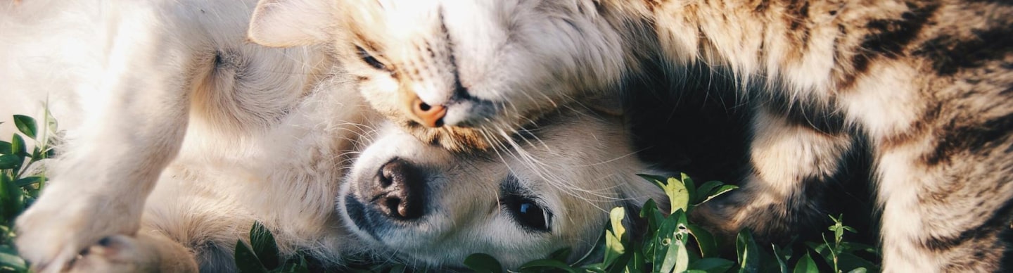Meet Your Best Friend Adoption