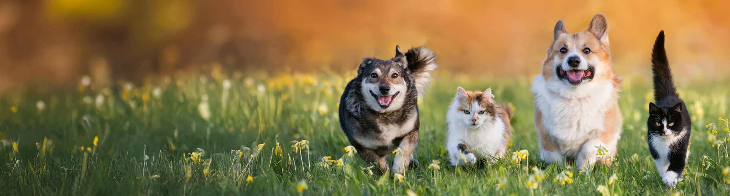 Meet Your Best Friend