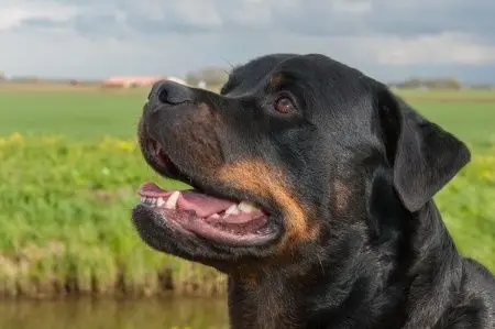 Michigan Dog Bite
