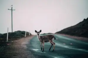 Deer-car accident lawyer