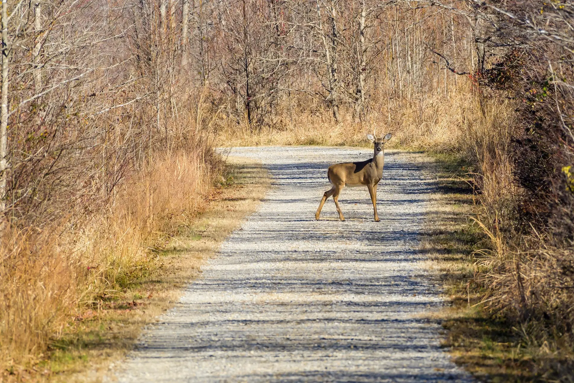 Who Pays For The Car Damage From A Deer Collision?