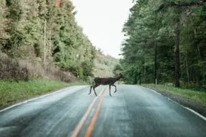deer crossing a road