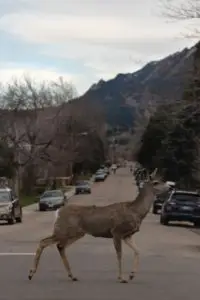 What To Do If You Hit A Deer And It Runs Away In Michigan?